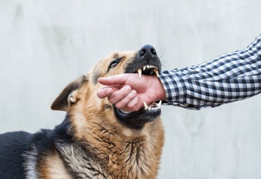 Am I due compensation for being bitten by a dog in NC?